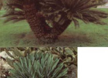 Azienda Agricola Vivai e Piante di Giuranna Colturo