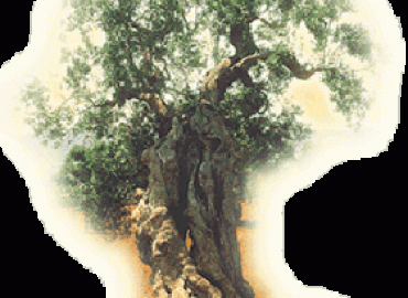 Casa Olearia Italiana spa