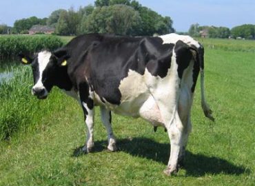 UNIEFFEBI s.r.l.