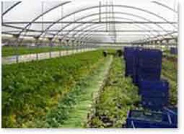 Fortini Ortofrutticoli srl